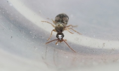 Notoxus conformis