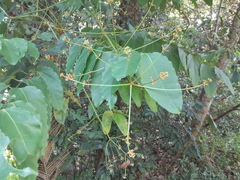 Polyscias australiana