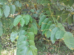 Polyscias australiana