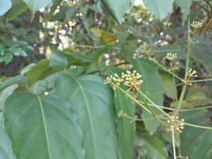 Polyscias australiana