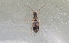 Notoxus conformis
