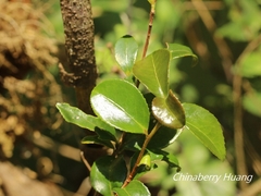 Theaceae