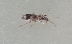 Notoxus conformis