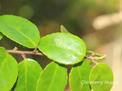 Theaceae