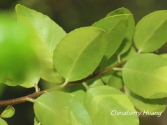 Theaceae