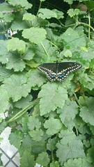 Papilio polyxenes asterius