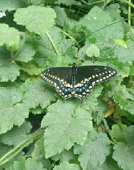 Papilio polyxenes asterius