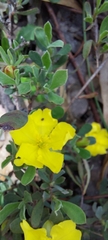 Hibbertia obtusifolia