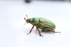 Chrysina adelaida