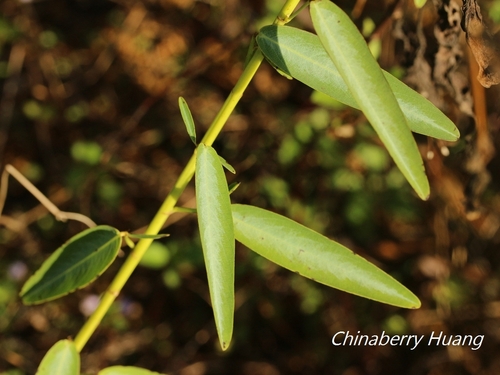 Codariocalyx motorius observed 2022-10-24