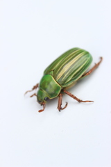 Chrysina adelaida