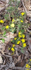 Hibbertia obtusifolia
