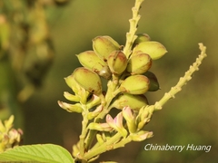 Flemingia macrophylla