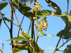 Flemingia macrophylla