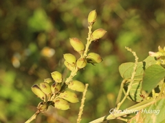 Flemingia macrophylla