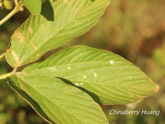 Flemingia macrophylla