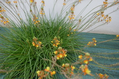 Amegilla garrula