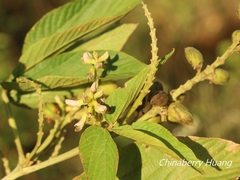 Flemingia macrophylla