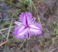 Thysanotus