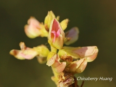 Flemingia macrophylla