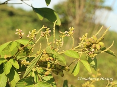 Flemingia macrophylla