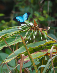 Papilio ulysses