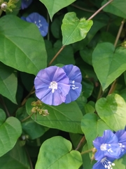 Jacquemontia pentanthos