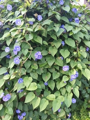 Jacquemontia pentanthos