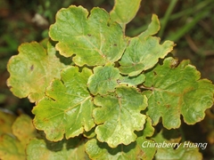 Macleaya cordata