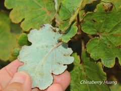Macleaya cordata