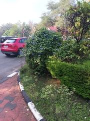 Jacquemontia pentanthos