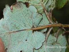 Macleaya cordata