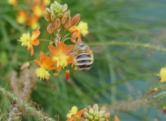 Amegilla garrula