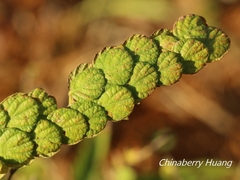 Phyllodium pulchellum