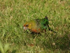 Platycercus icterotis