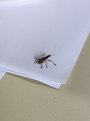 Charagmus gressorius