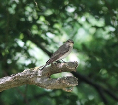 Muscicapa striata striata