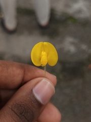 Arachis pintoi