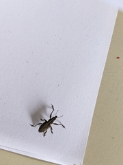 Charagmus gressorius