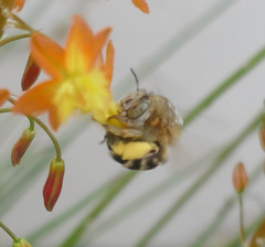 Amegilla garrula