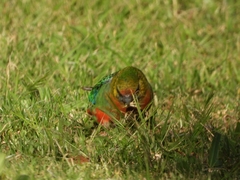 Platycercus icterotis