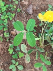 Arachis pintoi