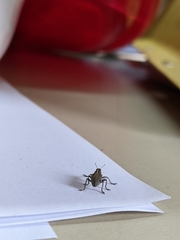 Charagmus gressorius