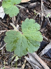 Hydrocotyle laxiflora