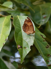 Cupha prosope