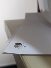 Charagmus gressorius