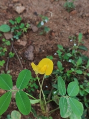 Arachis pintoi
