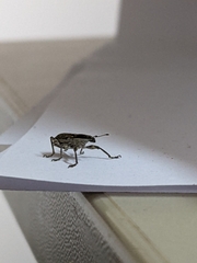 Charagmus gressorius