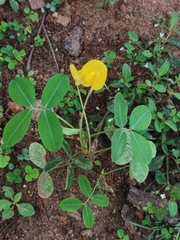 Arachis pintoi