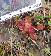 Drosera tubaestylis